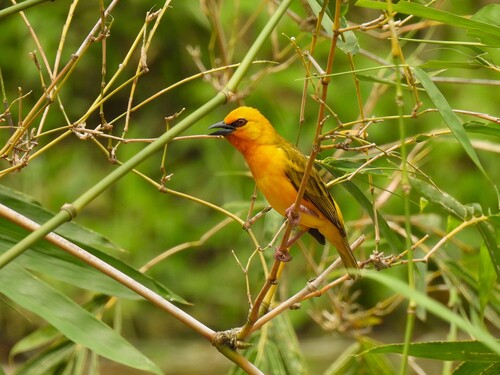 Orange Weaver (Ploceus aurantius), photo 2