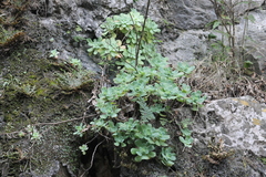 Sedum palmeri