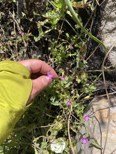 Brewer's redmaids (Calandrinia breweri)