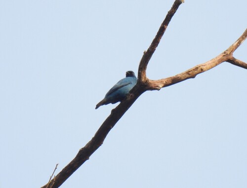Blue Cuckooshrike (Cyanograucalus azureus), photo 3