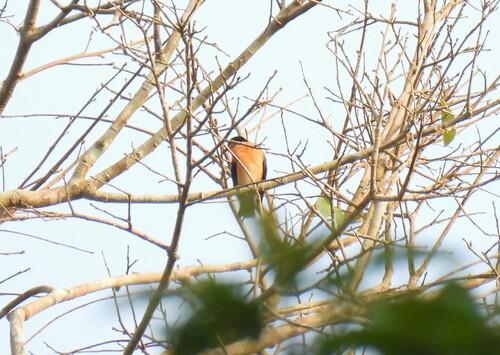 Violet-backed Hyliota