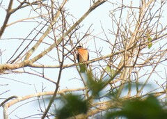 Violet-backed Hyliota