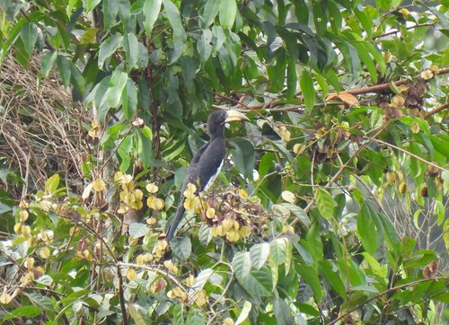 West African Pied Hornbill (Lophoceros semifasciatus), photo 8