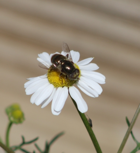 Unknown species found near SB Valley View after Meadows, Las Vegas, NV 89152, USA