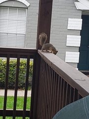 Sciurus niger