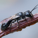 Typical Aphid Wasps - Photo (c) Vladimir Bryukhov, some rights reserved (CC BY-NC), uploaded by Vladimir Bryukhov