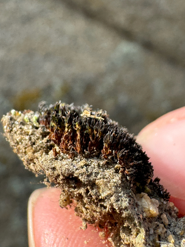 iNaturalist observation photo of Steppe Screw-Moss