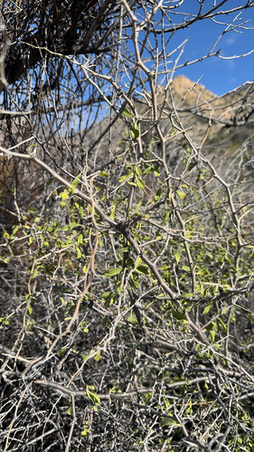iNaturalist observation photo of Peach Thorn
