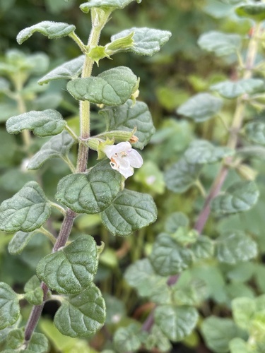San Miguel savory (Clinopodium chandleri)
