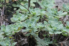 Sedum palmeri