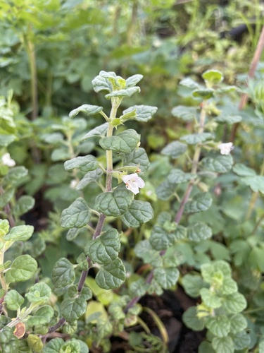 Clinopodium chandleri, photograph 4