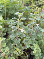 Clinopodium chandleri, photograph (c) mel letterman, some rights reserved (CC BY)