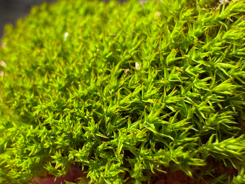 iNaturalist observation photo of Pottiaceae