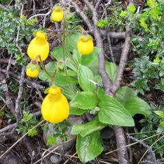 Calceolaria biflora