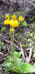 Calceolaria biflora