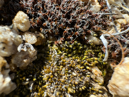 iNaturalist observation photo of Star Moss
