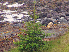 Vulpes vulpes deletrix