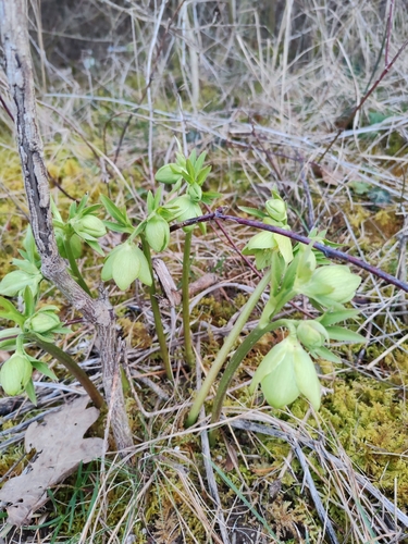 Helleborus multifidus (Helleborus multifidus)