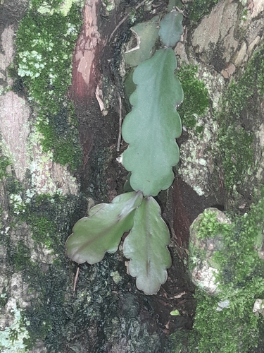 Rhipsalis russellii