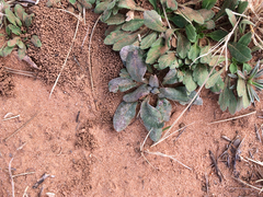 Eriogonum annuum