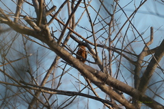 Picumnus cinnamomeus