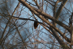 Picumnus cinnamomeus