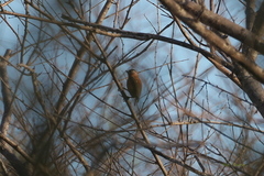 Picumnus cinnamomeus