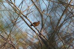 Picumnus cinnamomeus