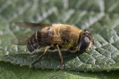 Eristalis rossica