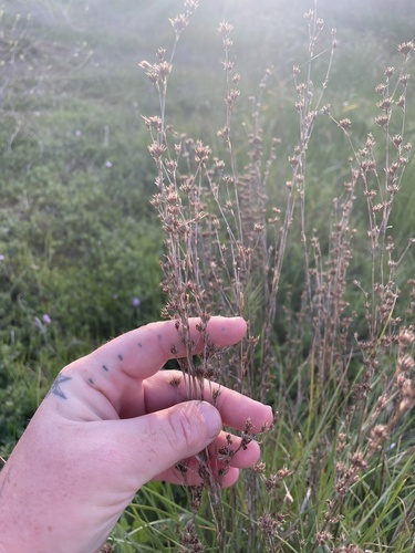 mariposa rush (Juncus dubius)