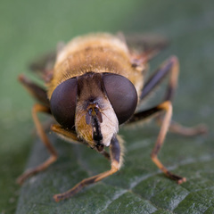 Eristalis rossica