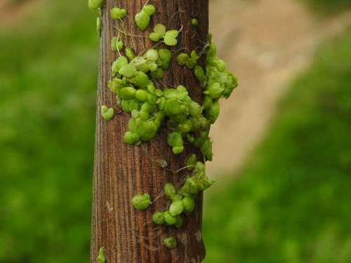 Fat Duckweed (Lemna gibba)