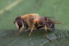 Eristalis rossica
