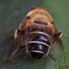 Eristalis rossica