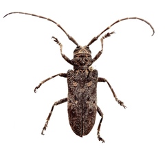 Phrynetopsis trituberculata