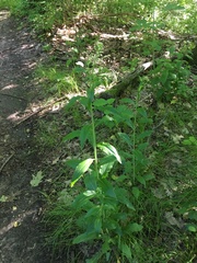 Borodinia canadensis