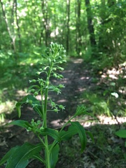 Borodinia canadensis