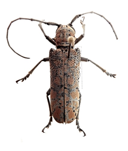 Stenophryneta variegata