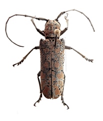 Stenophryneta variegata