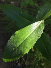 Borodinia canadensis