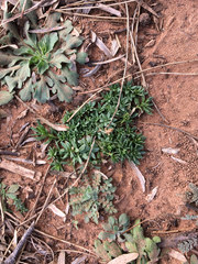 Nuttallanthus texanus