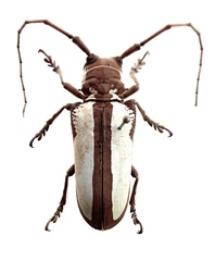 Prosopocera lactator