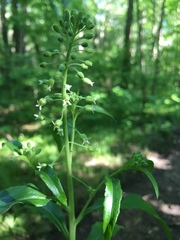 Borodinia canadensis