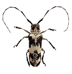 Prosopocera undulata