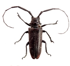 Prosopocera dejeani