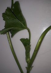 Malva