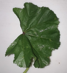 Malva