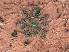 Lepidium lasiocarpum wrightii
