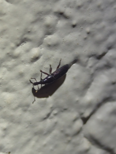 Oxydema fusiforme observed 2026-03-01
