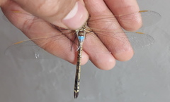 Anax ephippiger